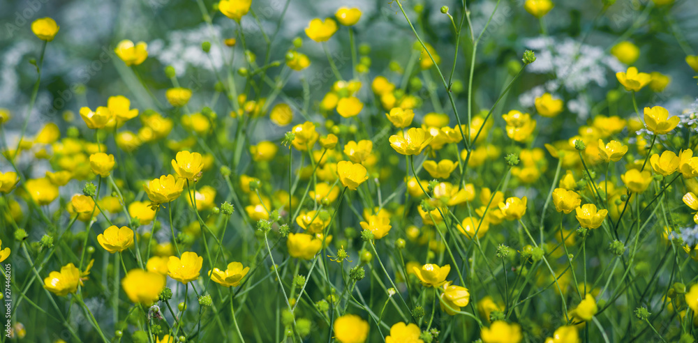 Obraz premium Summer landscape with meadow flowers buttercups. Closeup of buttercups. Summer floral background.