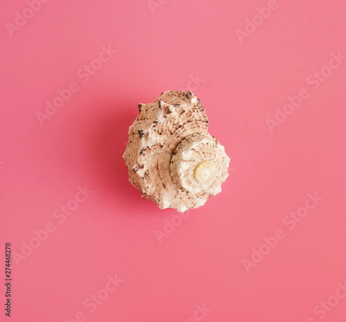 One Sea shell on pink background top view