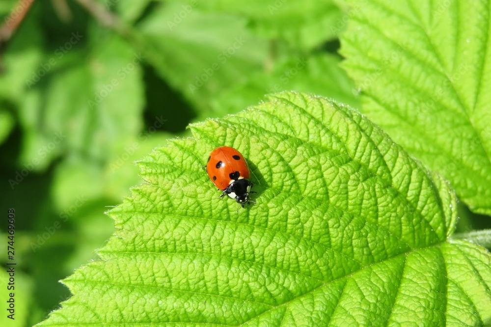 Ladybug on green raspberry leaf in the garden, closeup Ladybug on green raspberry leaf in the garden, closeup