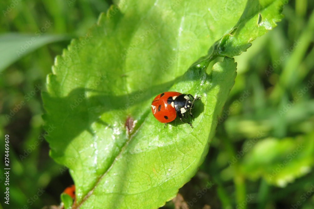 Ladybug on green leaf in the garden, closeup Ladybug on green leaf in the garden, closeup