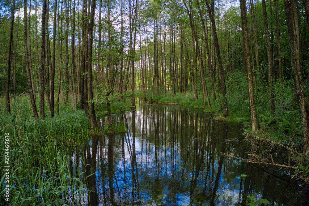 Marsh Forest scene