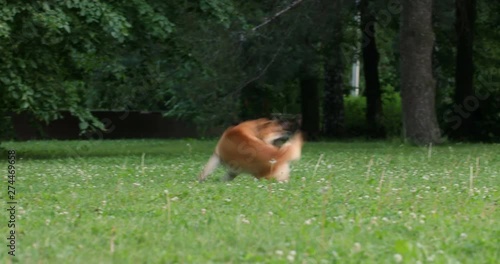 Curious Shiba Inu dog run at grass and playing with his tail. Happy cute funny puppy play he game and have good time