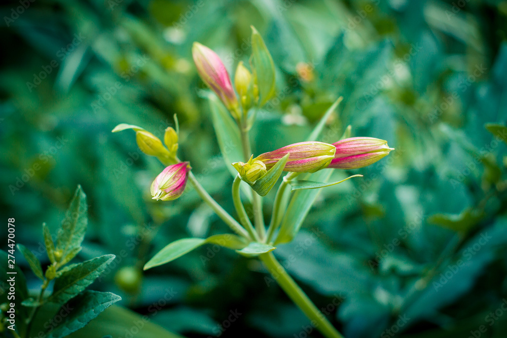 Obraz premium цветок