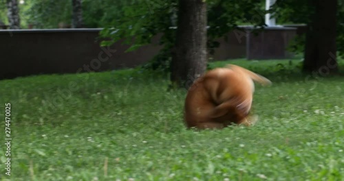 Curious Shiba Inu dog run at grass and playing with his tail. Happy cute funny puppy play he game and have good time