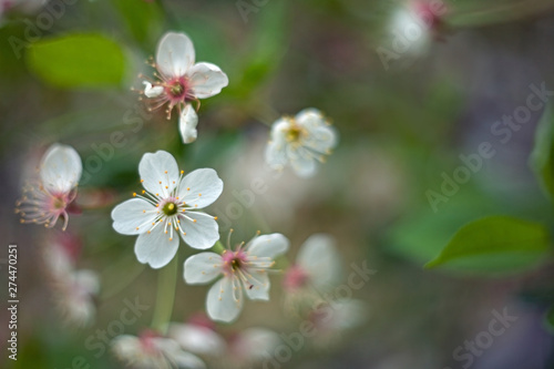 Cherry tree flowers and leafs on a blurry background