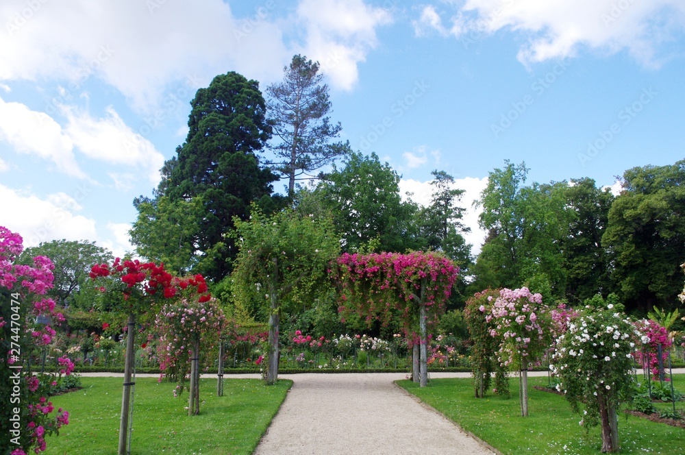 Obraz premium Les roses du Thabor