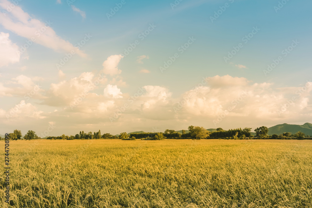 Rice fields in the evening before sunset Rice fields in the evening before sunset