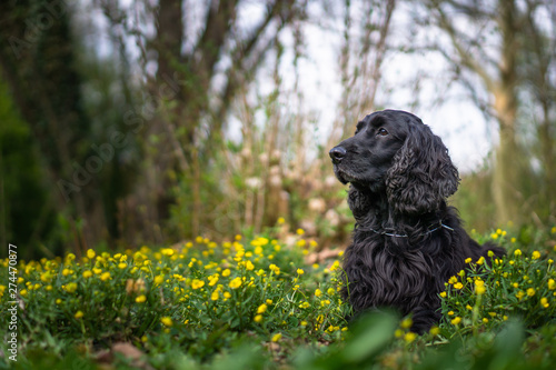 Cocker Spaniel Portrait