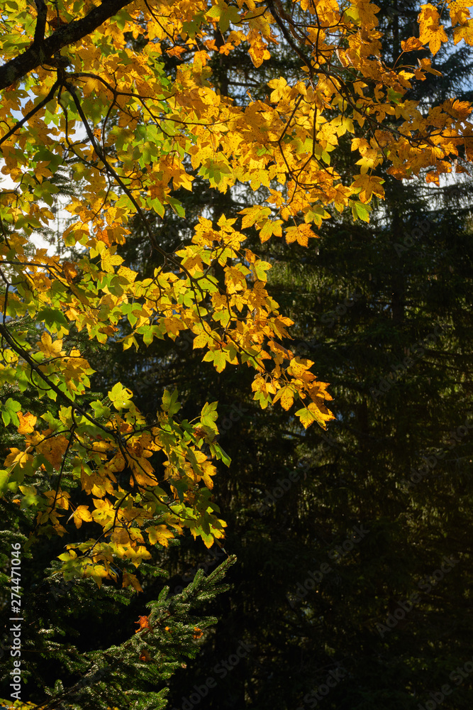 Yellow leaves on the autumn tree in the forest near swiss alpine village Wengen.