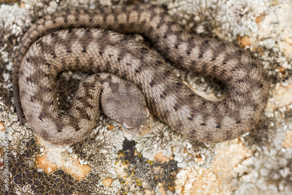 Obraz premium the horned viper , Vipera latastei.