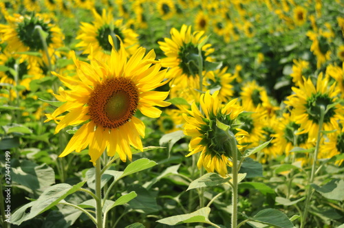 field of sunflowers