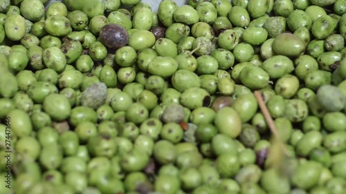 picked olives falling. Olive Oil production in South of Italy photo