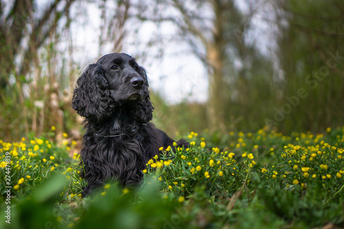 Cocker Spaniel Portrait