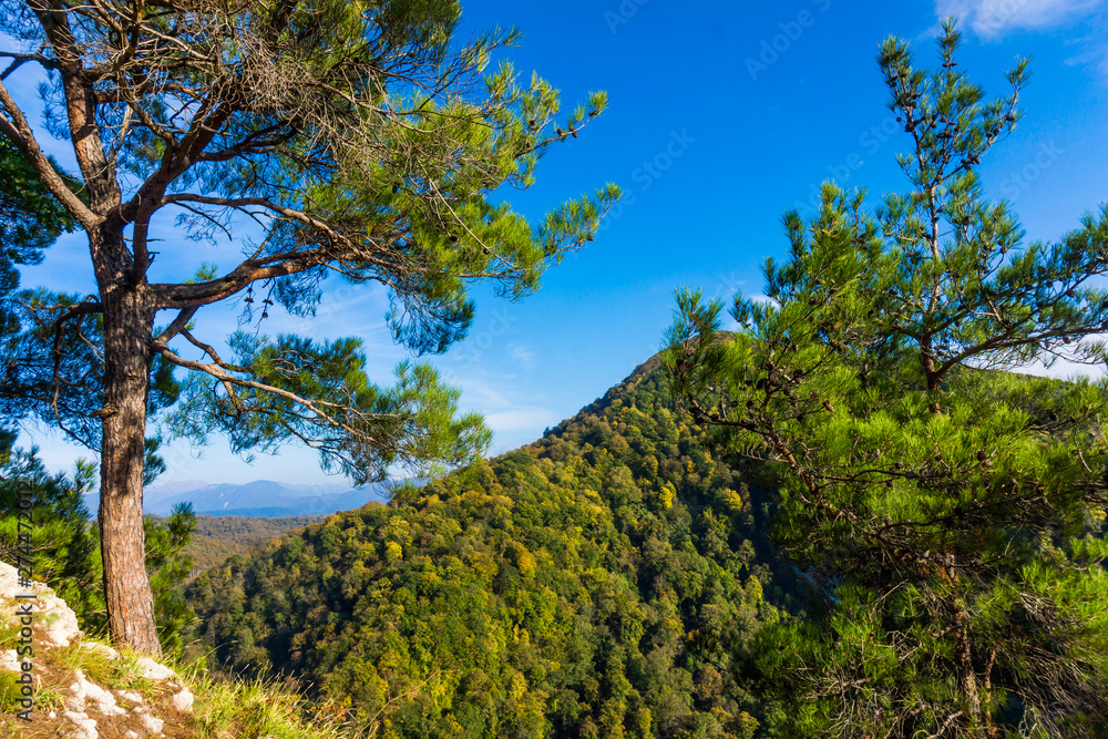 Panorama of the mountain near Sochi, Russia. Mountain with forest trees Panorama of the mountain near Sochi, Russia. Mountain with forest trees