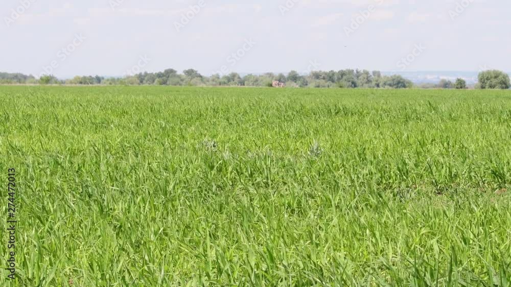 Green field with wheat shoots and trees on the horizon