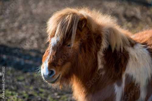 Fototapeta Naklejka Na Ścianę i Meble -  Portrait of a pony