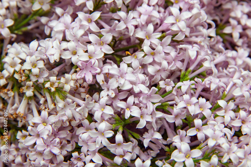 beautiful white and lilac scented lilac flowers closeup