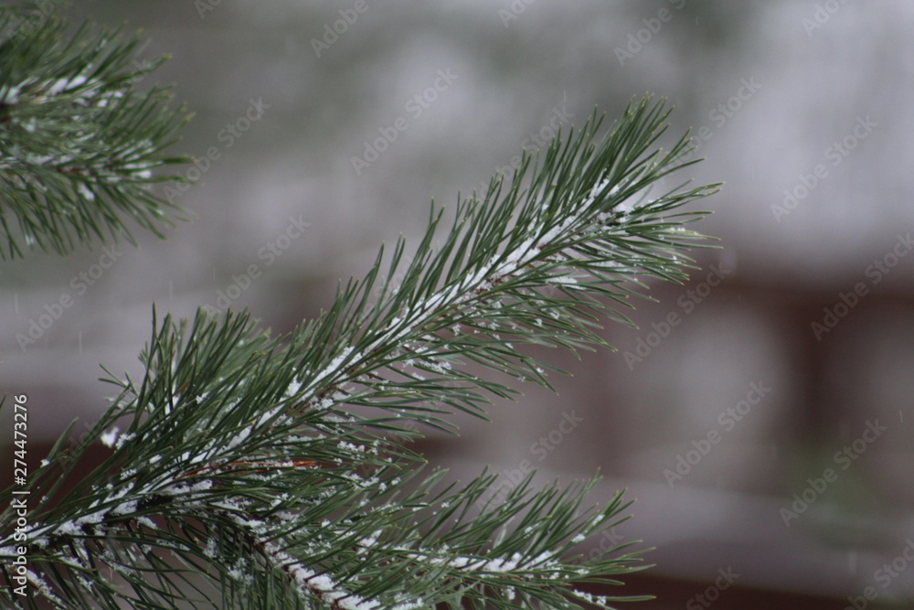 fir tree branch fir tree branch