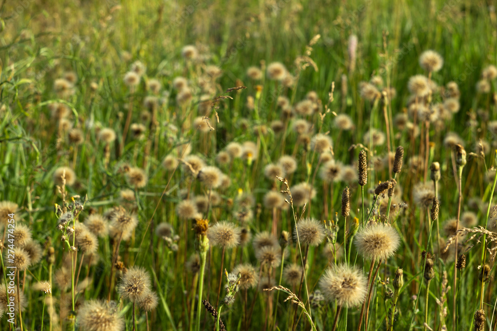 Many dandelions among the grass in the field, summer. Nature, background.