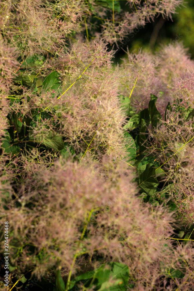 Skumpiya tanning (Cotinus coggygria flower, the European smoketree, Eurasian smoketree, smoke tree, smoke bush, Venice sumach). A branch with pink veins. Skumpiya tanning (Cotinus coggygria flower, the European smoketree, Eurasian smoketree, smoke tree, smoke bush, Venice sumach). A branch with pink veins.