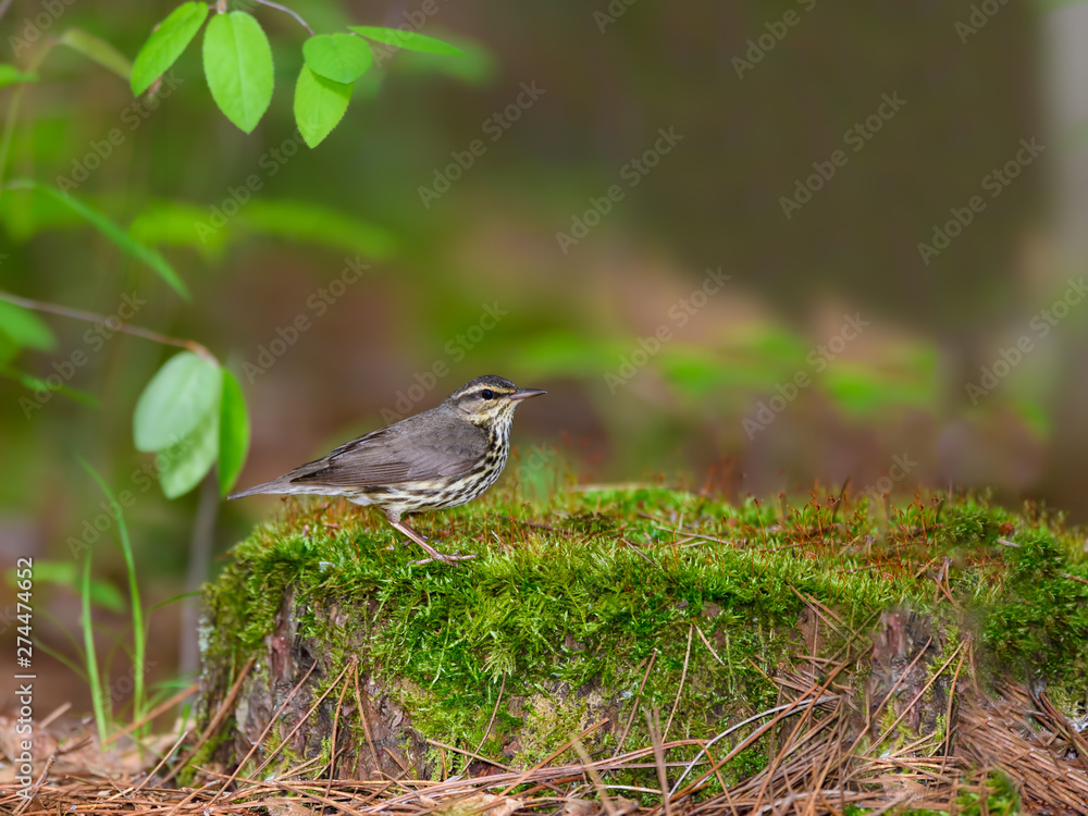 Northern Waterthrush Perched on Stump Covered in Moss in Spring Northern Waterthrush Perched on Stump Covered in Moss in Spring