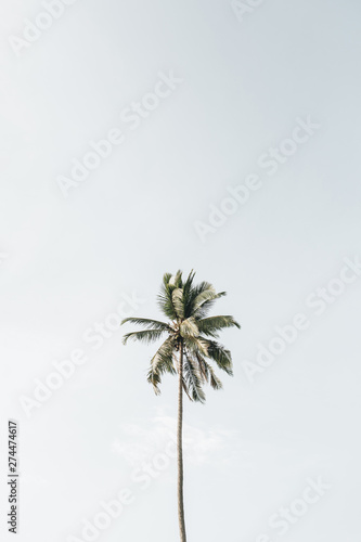 Lonely one tropical exotic coconut palm tree against big blue sky. Neutral background with pale colors. Summer and travel concept on Phuket, Thailand. © Floral Deco