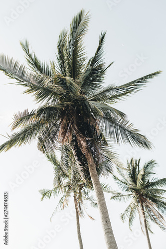 Summer tropical exotic coconut palm tree against blue sky. Neutral fresh background. Summer and travel concept on Phuket, Thailand.