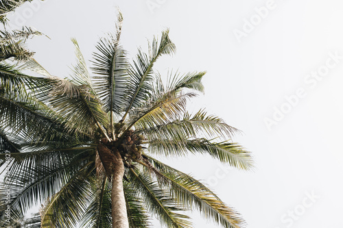 Coconut  green palm trees against white sky. Minimal isolated wallpaper.Travel or exotic concept. Summer background.