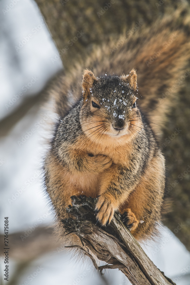 Naklejka premium Super squirrel