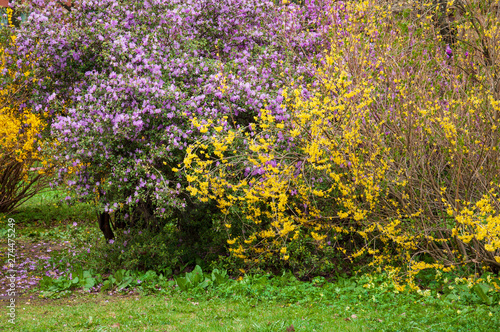 Botanical garden in spring season with bloming trees of cherry sakura, rhododendron bushes, forsythia photo