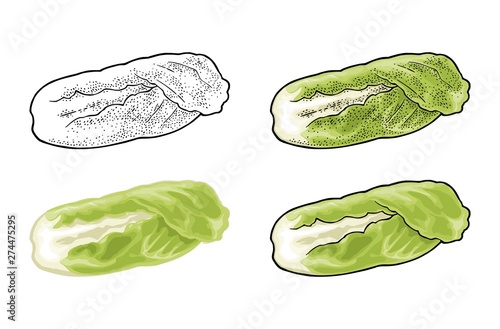 Fresh head of napa cabbage. Vector black vintage engraving