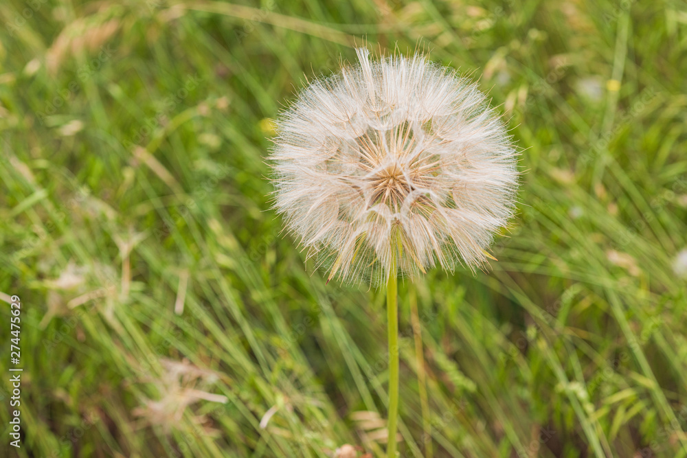 Macro flower- dandelion, taraxacum, blowball Macro flower- dandelion, taraxacum, blowball