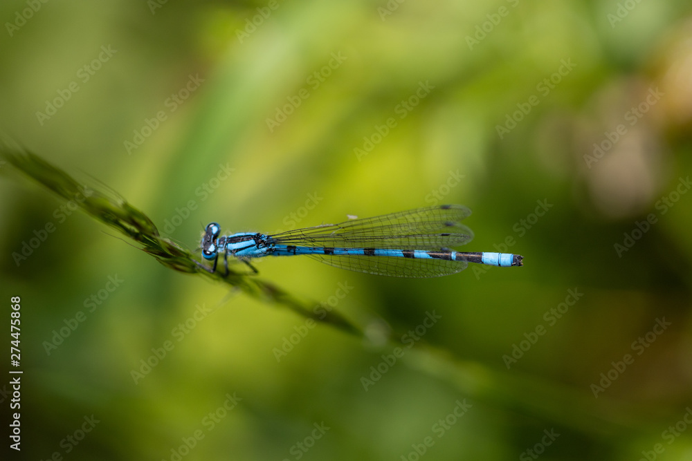 dragonfly on leaf dragonfly on leaf