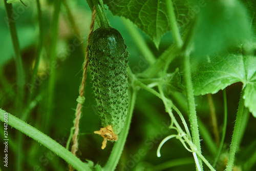 A small cucumber hangs on a vine in the greenhouse.