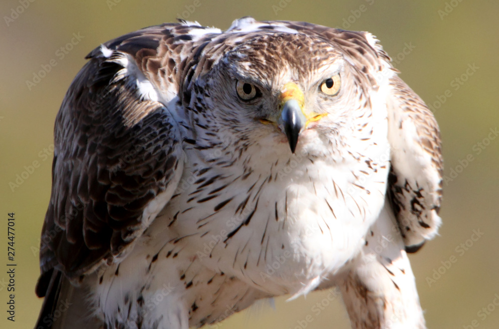 Obraz premium Bonelli´s Eagle, Aquila fasciata, raptor