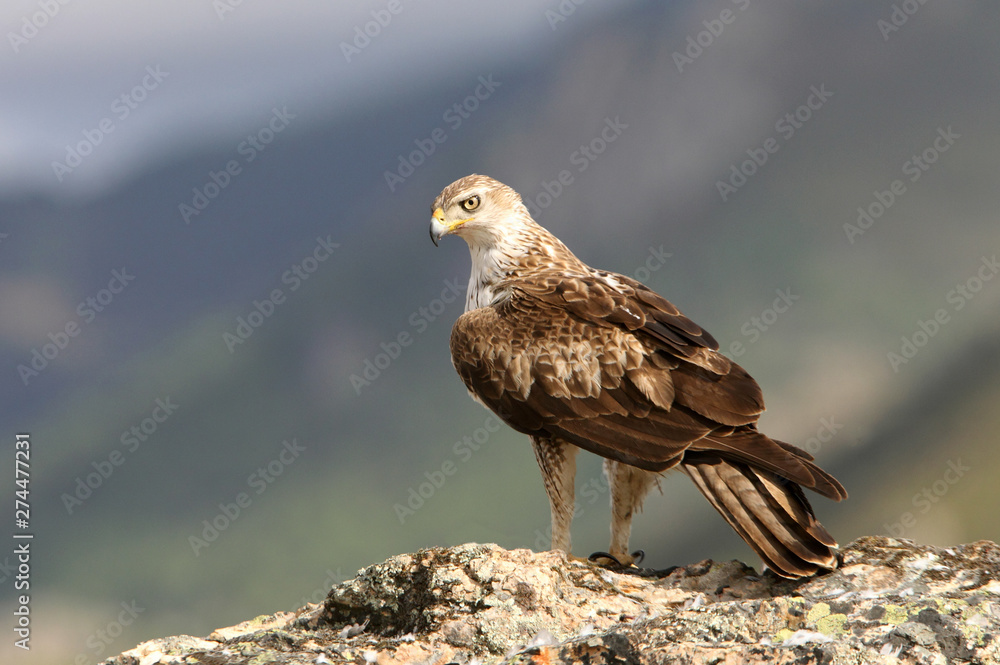 Fototapeta premium Bonelli´s Eagle, Aquila fasciata, raptor