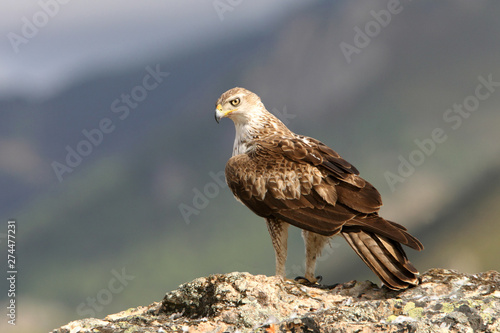 Bonelli´s Eagle, Aquila fasciata, raptor