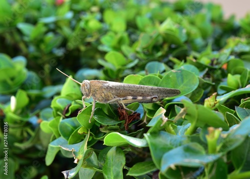 Εκτύπωση καμβά Grasshopper enjoying the sunshine on the leaves