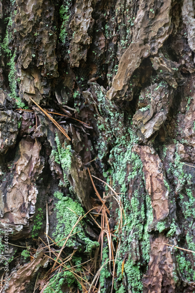 Rough Bark with Bright Green Lichen Thick, rich bark is contrasted by speckles of green lichen growing on it deep in the forest. Nice texture. Rough Bark with Bright Green Lichen Thick, rich bark is contrasted by speckles of green lichen growing on it deep in the forest. Nice texture.