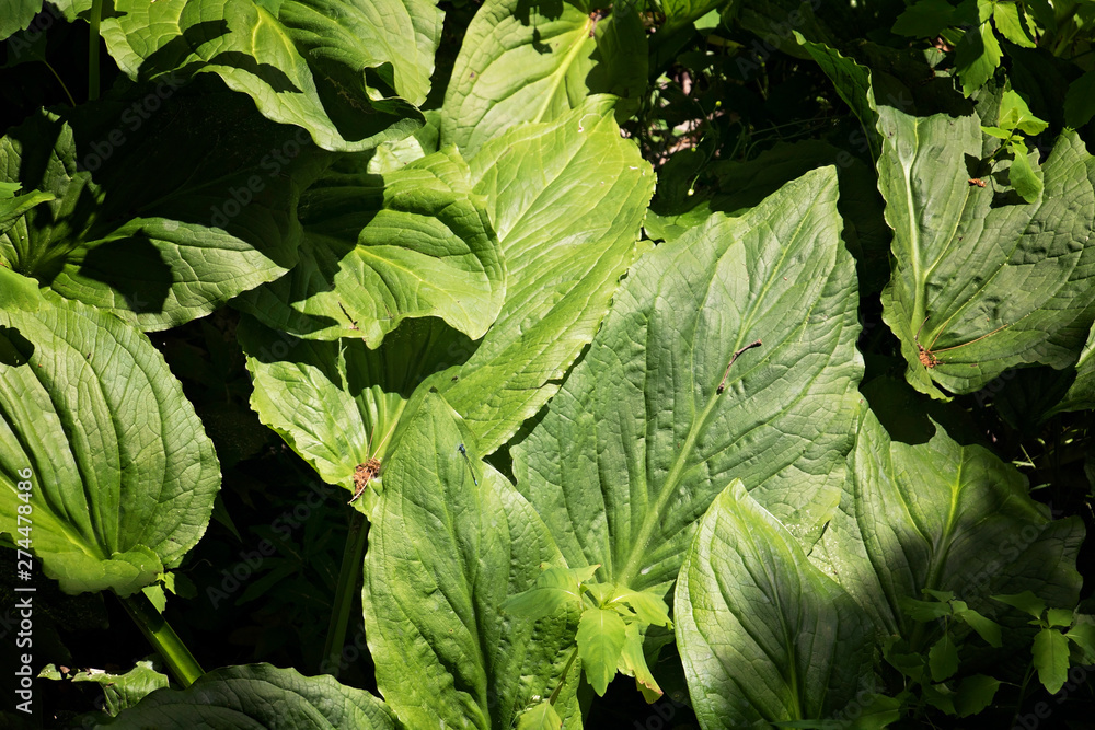 Fototapeta premium Large Leaves in High Contrast Large bright green leaves growing in the forest.