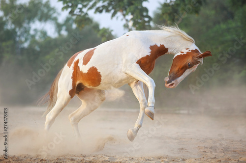 Konstfotografi running marwari horse