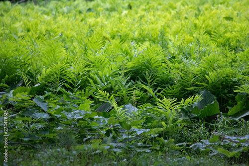 Ferns in the Bog A green umbra made up of fresh summer ferns emerging from the water.