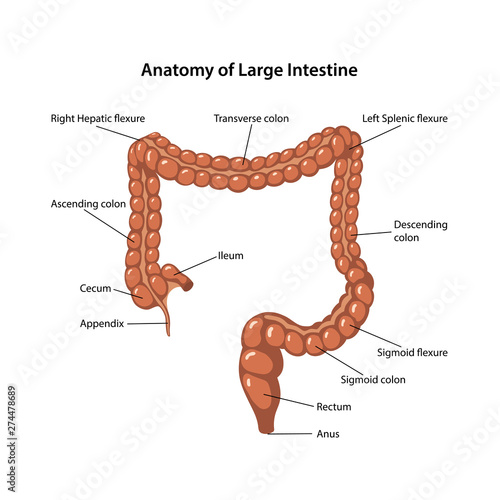 Anatomy of Large Intestine