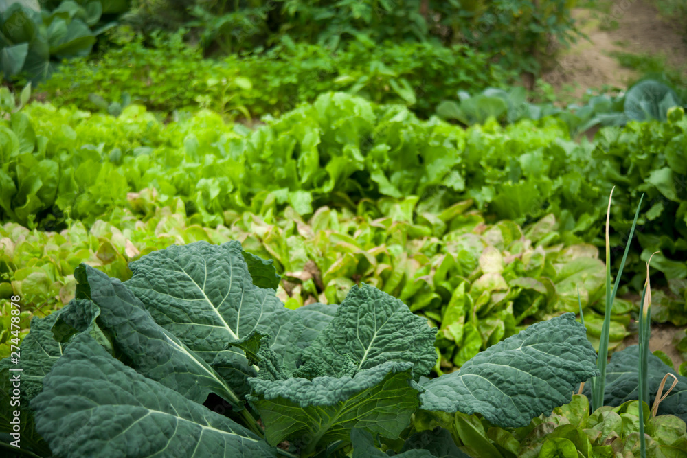 Green vegetable garden with loot of vegetables. Cabbage in first plan. Green vegetable garden with loot of vegetables. Cabbage in first plan.