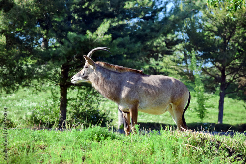 Roan Antelope Hippotragus Equinus in Nature Looking photo