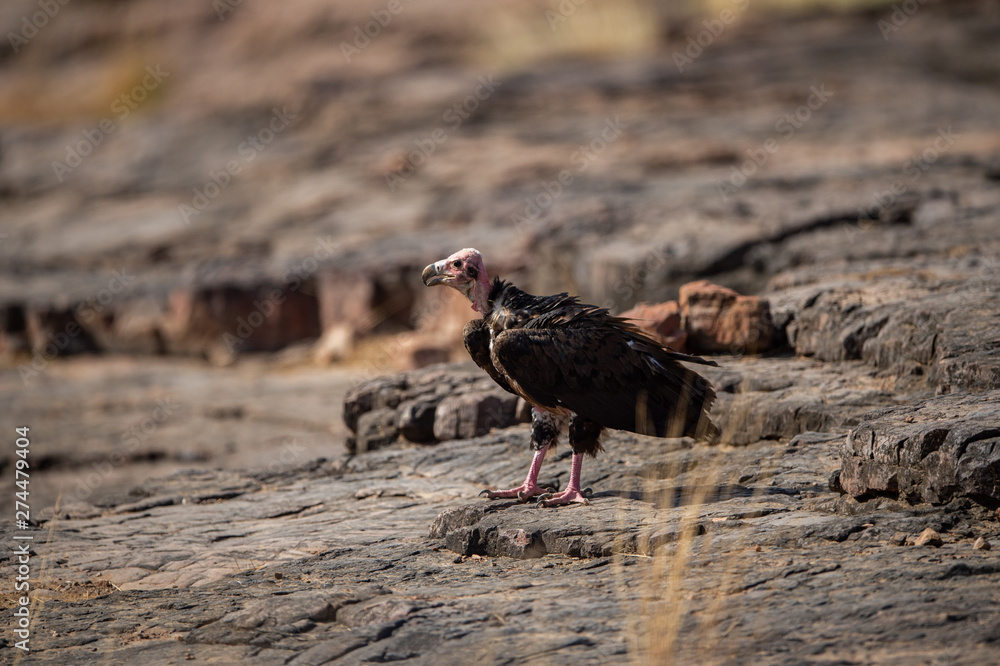red headed vulture or sarcogyps calvus or pondicherry vulture close up with  expression sitting on rocks at Ranthambore Tiger Reserve National Park ,  Rajasthan, india Stock Photo | Adobe Stock