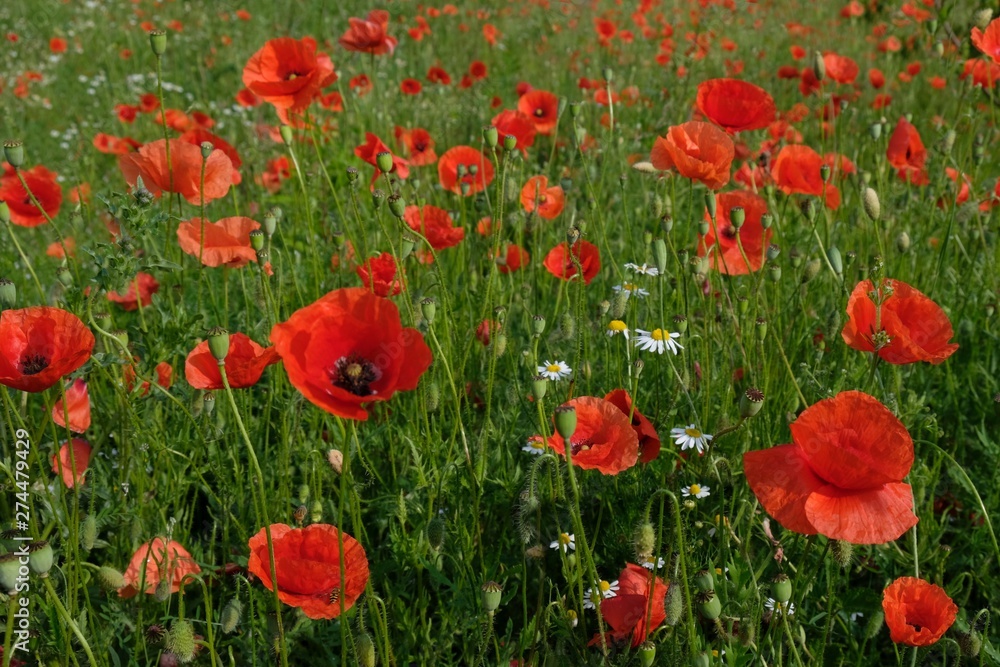 The meadow with blooming poppies