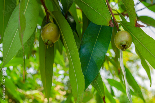 Syzygium Jambos Fruit On Tree photo