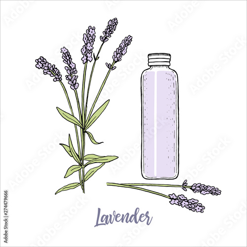 Lavender flowers colored sketch style and cosmetcs make-up removal high bottle. steem, head in bloom. purple