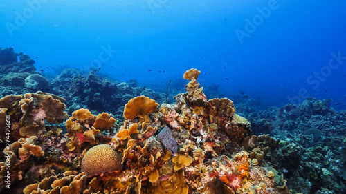 Seascape of coral reef in the Caribbean Sea around Curacao with moray eel, coral and sponge